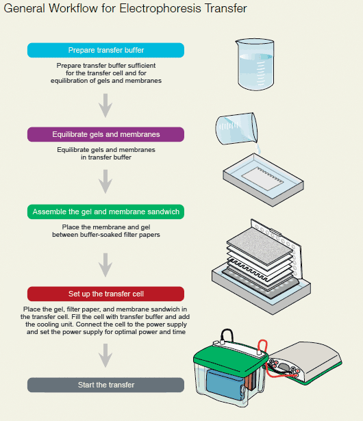 Western Blot Detection Service